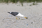 lesser black-backed gull