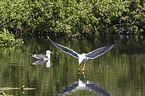 lesser black-backed gulls