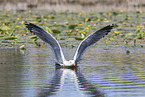 lesser black-backed gull