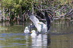 lesser black-backed gulls