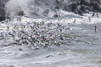 lesser black-backed gulls