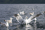 lesser black-backed gulls