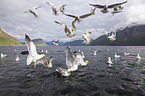 lesser black-backed gulls