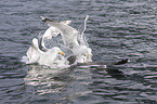 lesser black-backed gulls