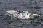 lesser black-backed gulls