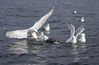 lesser black-backed gulls