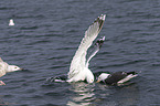 lesser black-backed gulls