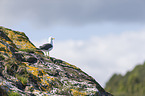 lesser black-backed gull