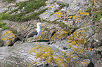 lesser black-backed gull