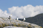 lesser black-backed gulls