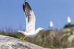 lesser black-backed gull