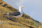 lesser black-backed gull