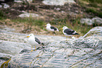 lesser black-backed gulls