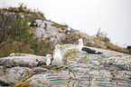 lesser black-backed gulls