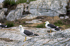 lesser black-backed gulls