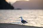 lesser black-backed gull