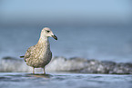 standing Lesser black-backed Gull