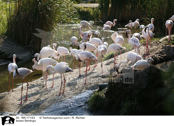 Zwergflamingo / lesser flamingo / RR-17163