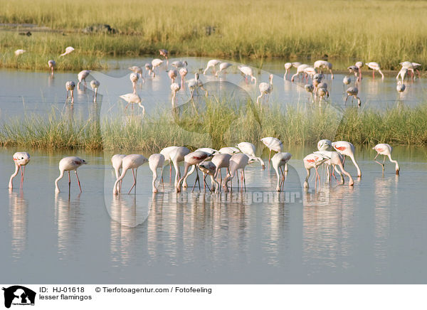 lesser flamingos / HJ-01618