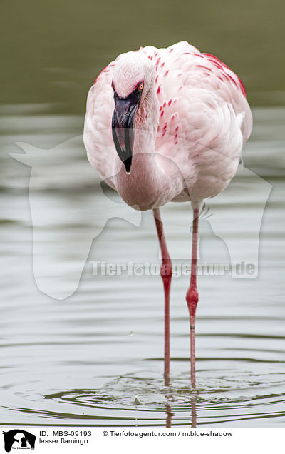 Zwergflamingo / lesser flamingo / MBS-09193