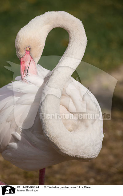 lesser flamingo / AVD-06094
