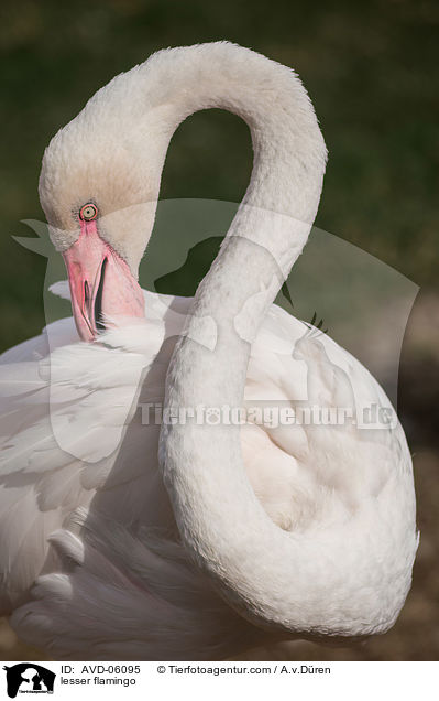 lesser flamingo / AVD-06095