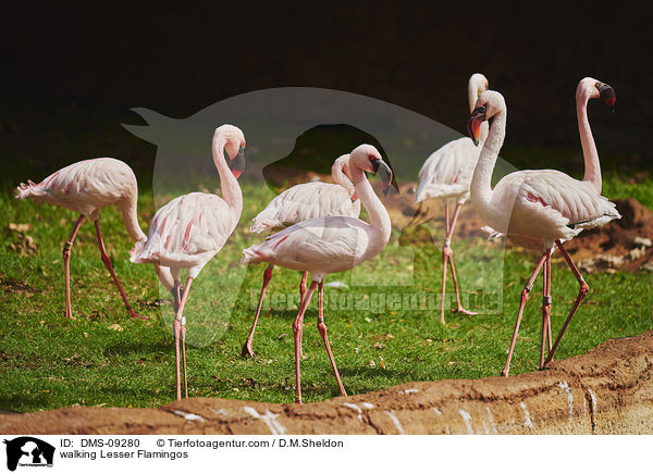 laufende Zwergflamingos / walking Lesser Flamingos / DMS-09280