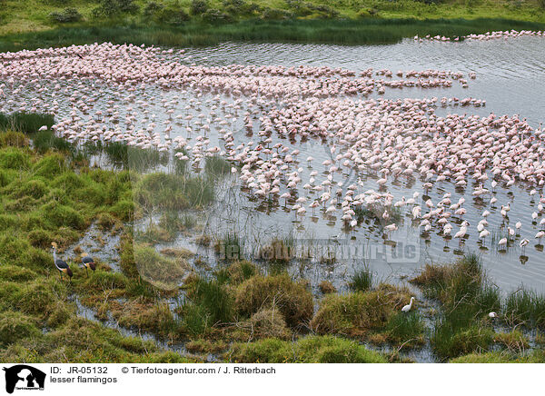 Zwergflamingos / lesser flamingos / JR-05132