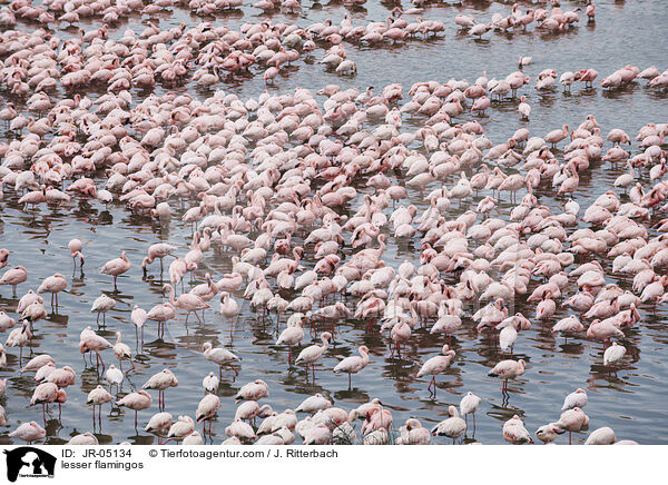 Zwergflamingos / lesser flamingos / JR-05134