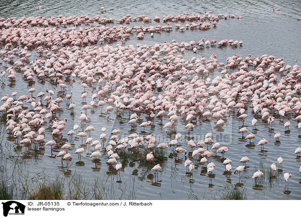 Zwergflamingos / lesser flamingos / JR-05135