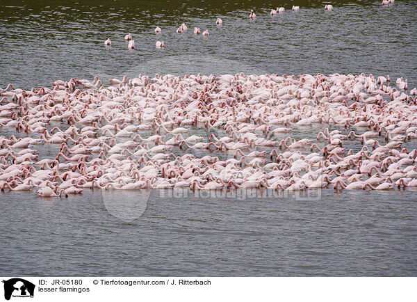 Zwergflamingos / lesser flamingos / JR-05180
