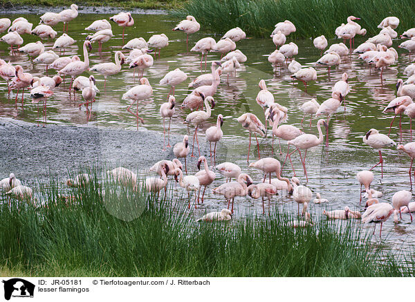Zwergflamingos / lesser flamingos / JR-05181