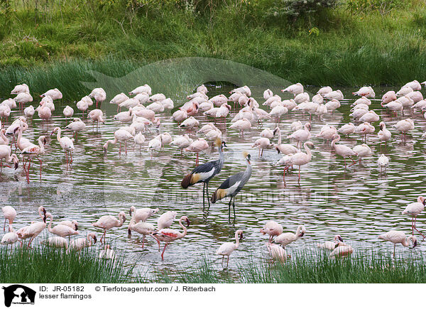 lesser flamingos / JR-05182