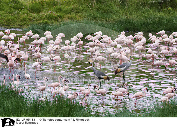 lesser flamingos / JR-05183