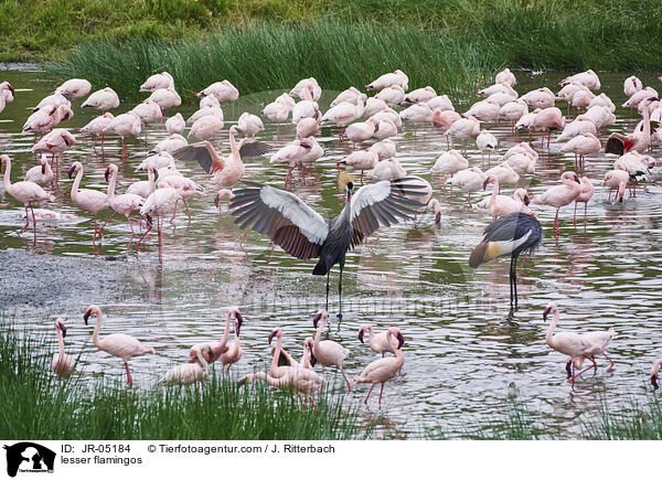lesser flamingos / JR-05184