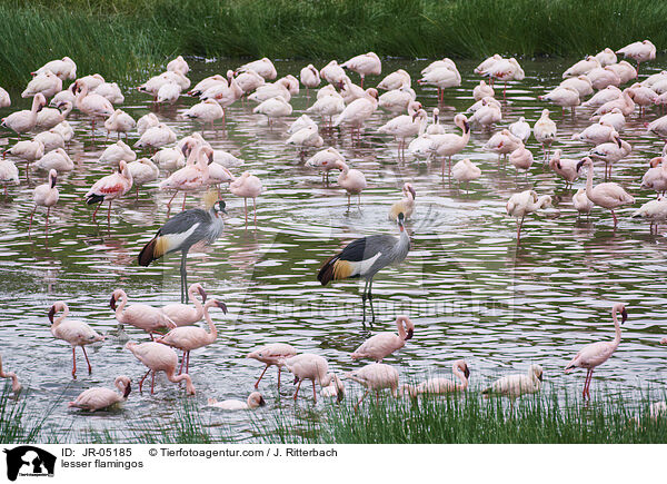 Zwergflamingos / lesser flamingos / JR-05185
