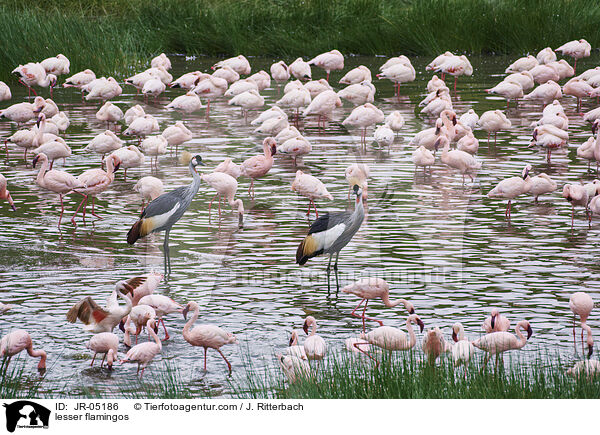 lesser flamingos / JR-05186