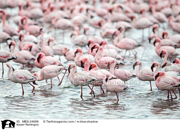 Zwergflamingos / lesser flamingos / MBS-24688