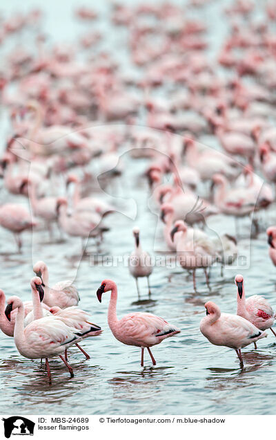 Zwergflamingos / lesser flamingos / MBS-24689