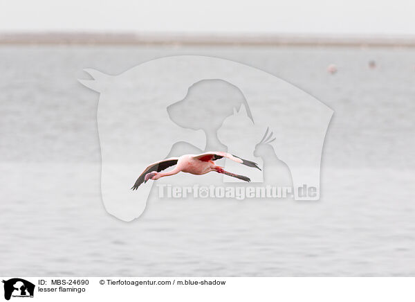 Zwergflamingo / lesser flamingo / MBS-24690