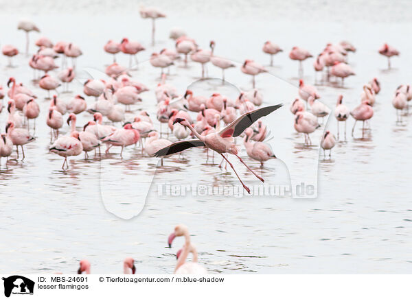 Zwergflamingos / lesser flamingos / MBS-24691
