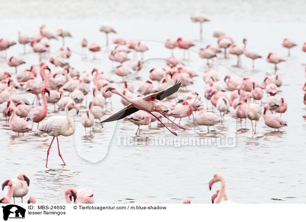 Zwergflamingos / lesser flamingos / MBS-24692
