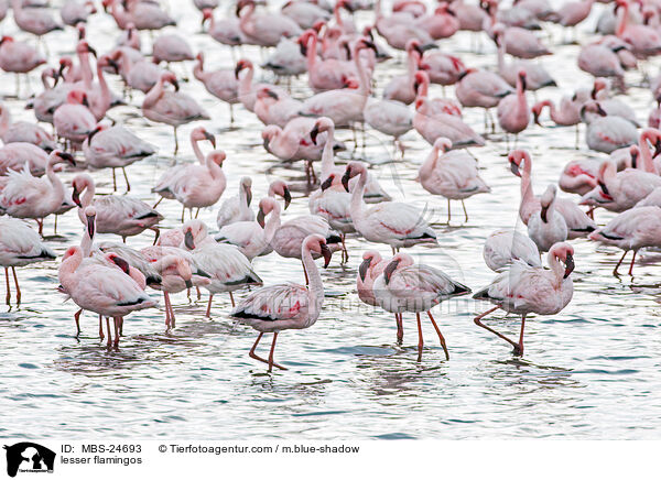 Zwergflamingos / lesser flamingos / MBS-24693