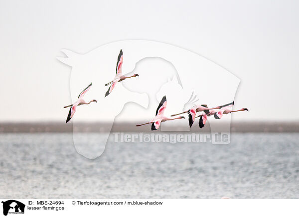 Zwergflamingos / lesser flamingos / MBS-24694