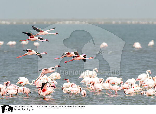 Zwergflamingos / lesser flamingos / MBS-24695