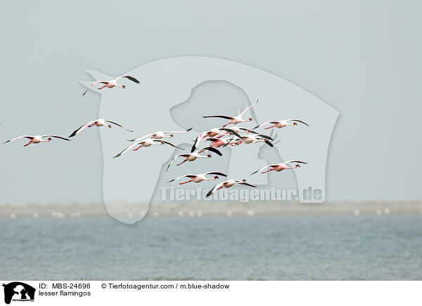 Zwergflamingos / lesser flamingos / MBS-24696