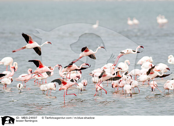 Zwergflamingos / lesser flamingos / MBS-24697