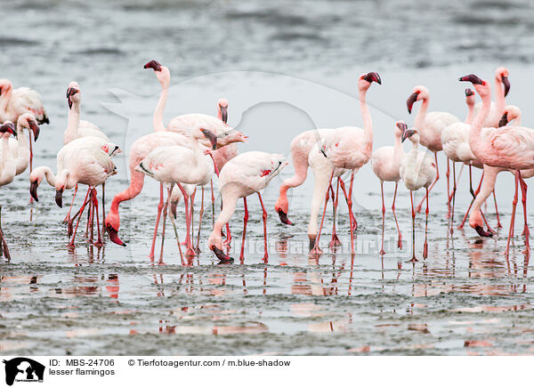 Zwergflamingos / lesser flamingos / MBS-24706