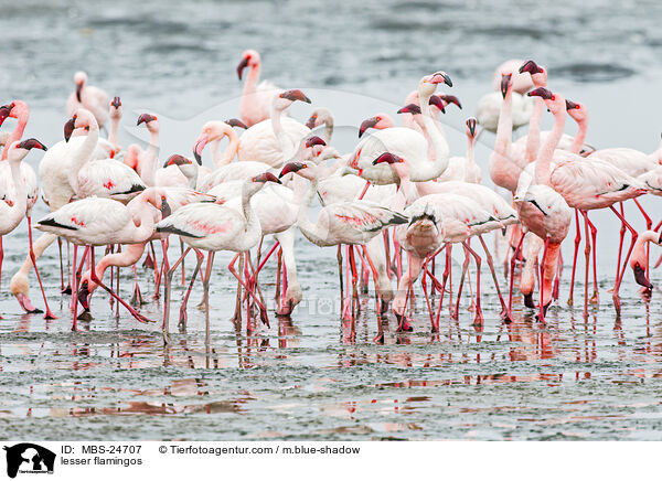 Zwergflamingos / lesser flamingos / MBS-24707