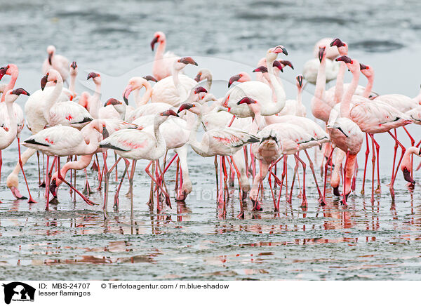 lesser flamingos / MBS-24707